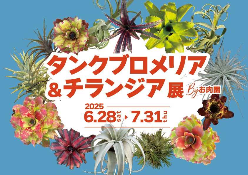 タンクブロメリア＆チランジア展